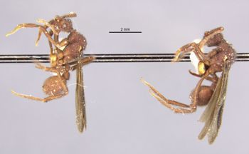 Media type: image;   Entomology 21132 Aspect: habitus lateral